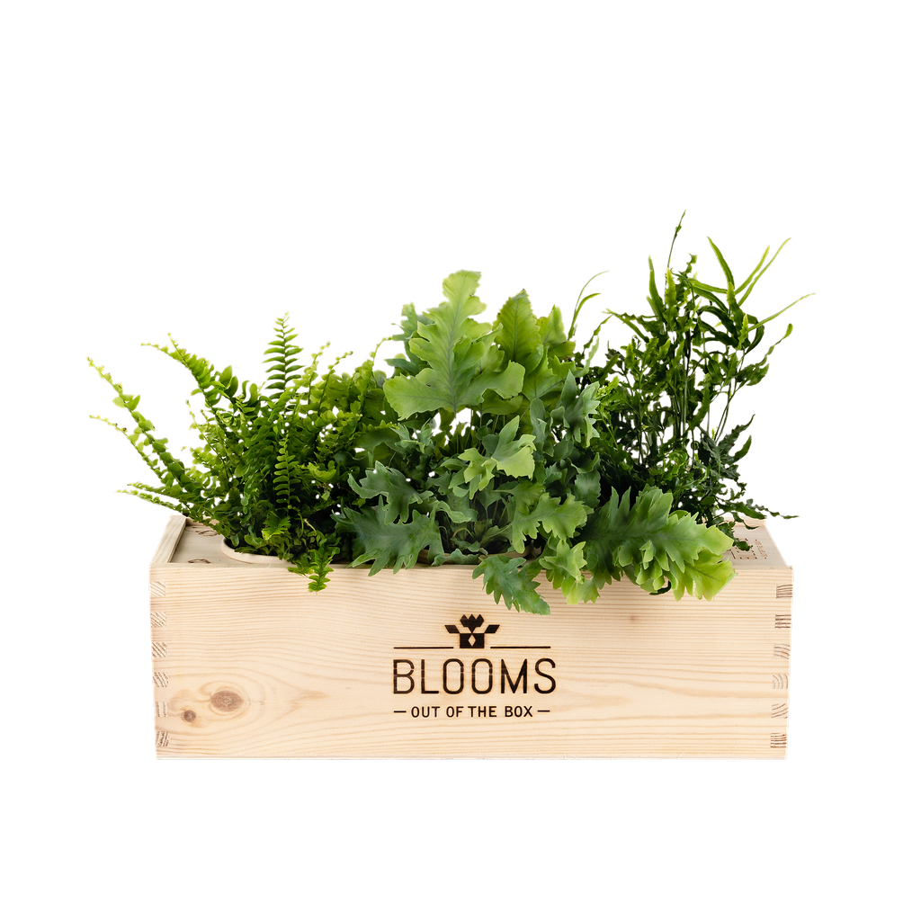 Bloomsbox large - 3 planten