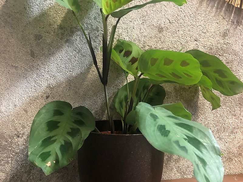 Plantenpot gemaakt van koffiedrab